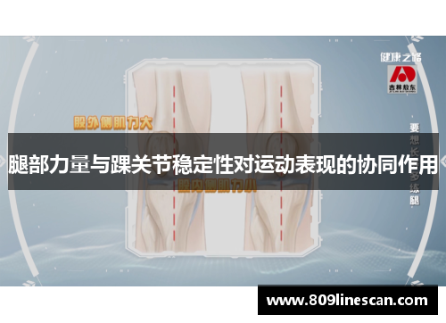腿部力量与踝关节稳定性对运动表现的协同作用